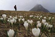 Monte Valgussera, Pizzo Vescovo, Monte Brate, tre cime ad anello da Foppolo il 28 maggio 2016 - FOTOGALLERY